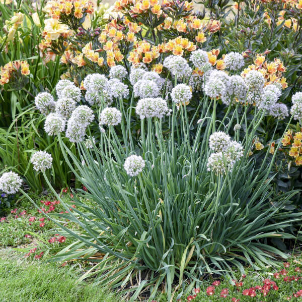 Allium 'Bobblehead' Ornamental Onion