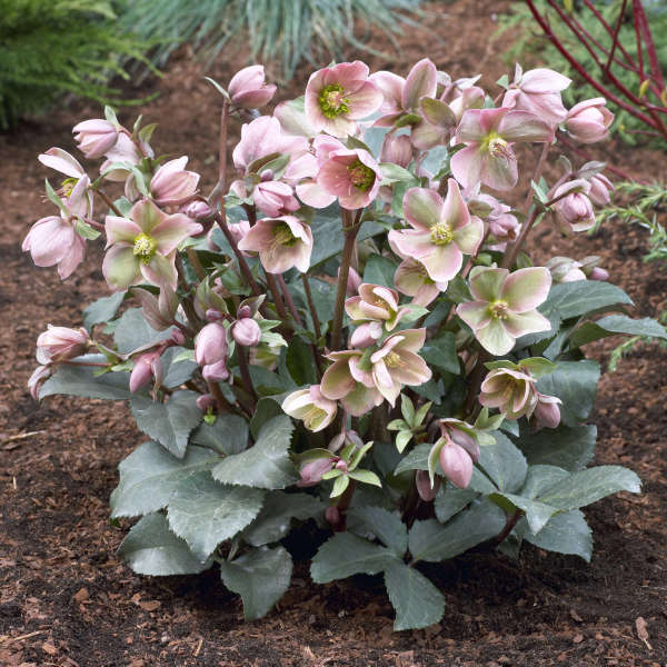 Helleborus ANGEL GLOW® Lenten Rose