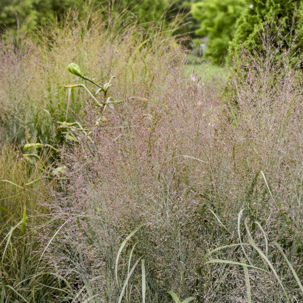 Panicum 'October Sky' Switch Grass, Ornamental Grass
