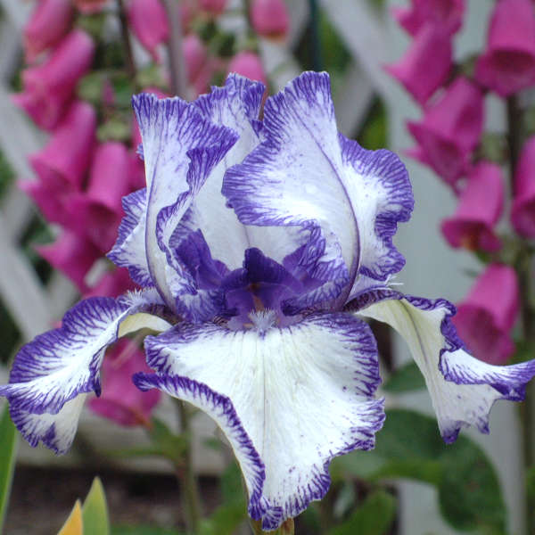 Iris 'Autumn Circus' Tall Bearded Iris