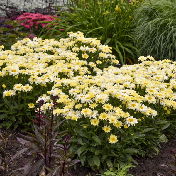 Leucanthemum 'Banana Cream' Shasta Daisy