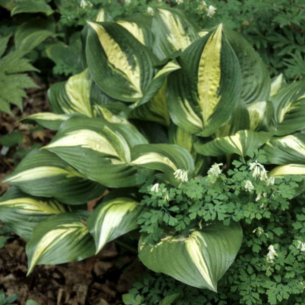 Hosta 'American Sweetheart' Hosta