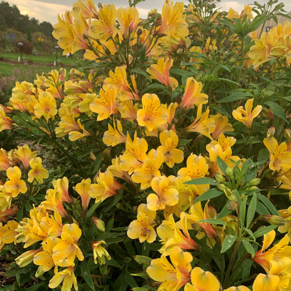 Alstroemeria 'Golden Tiara' Peruvian Lily