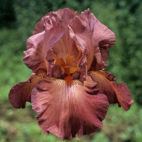 Iris 'Lady Friend' Tall Bearded Iris