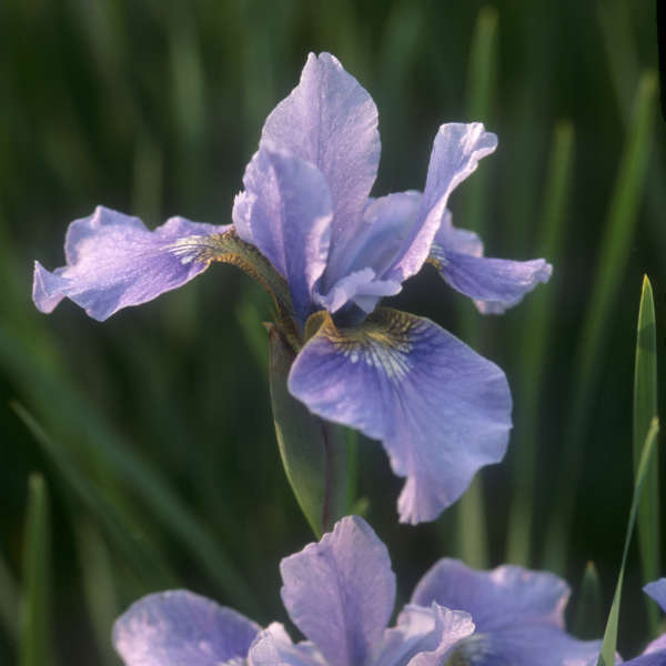 Iris 'Orville Fay' Siberian Iris