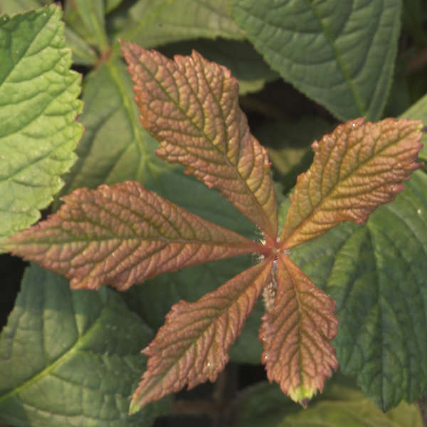 Rodgersia 'Hercules' Featherleaf Rodger's Flower