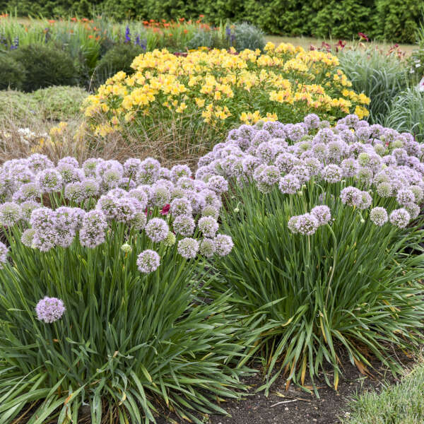 Allium 'Bubble Bath' Ornamental Onion