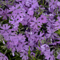 Phlox 'Purple Beauty'