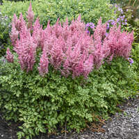 Astilbe 'Maggie Daley'