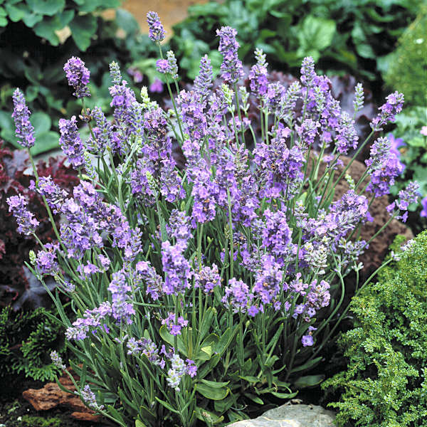 Lavandula angustifolia 'Ellagance Sky' | Perennial Resource