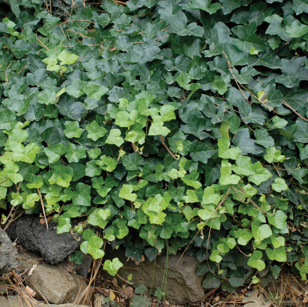 Hedera 'Thorndale' English Ivy