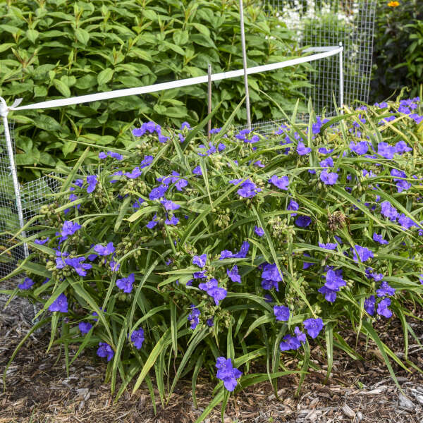 Tradescantia 'Web Designer' Spiderwort