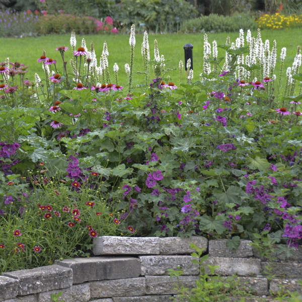 Malva 'Purple Satin' Hollyhock Mallow