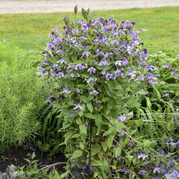 Clematis 'Stand by Me Lavender' Bush Clematis