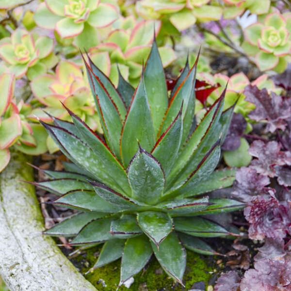 Agave 'Blue Glow' PP31421 | Walters Gardens, Inc.