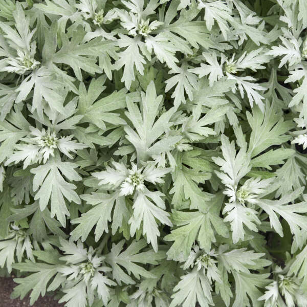 Artemisia 'Silver Lining' White Sagebrush