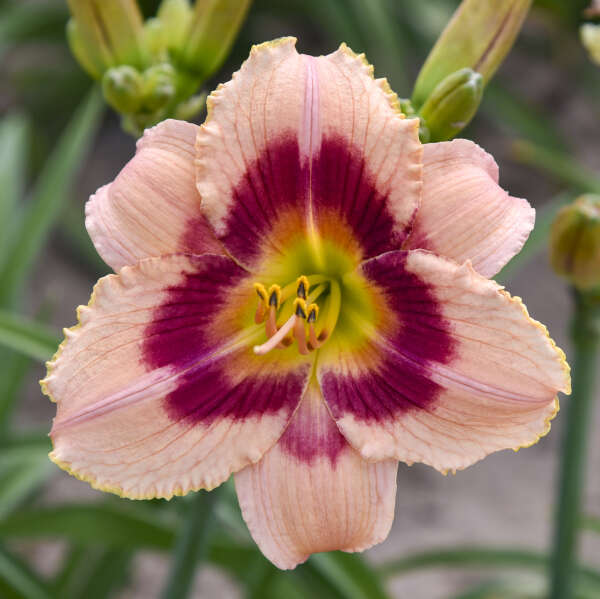 Hemerocallis 'Wineberry Candy' Daylily