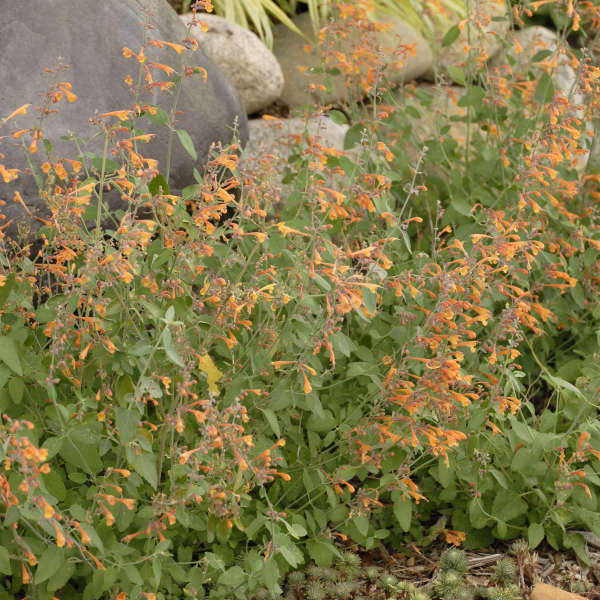 Agastache 'Apricot Sprite' Anise Hyssop