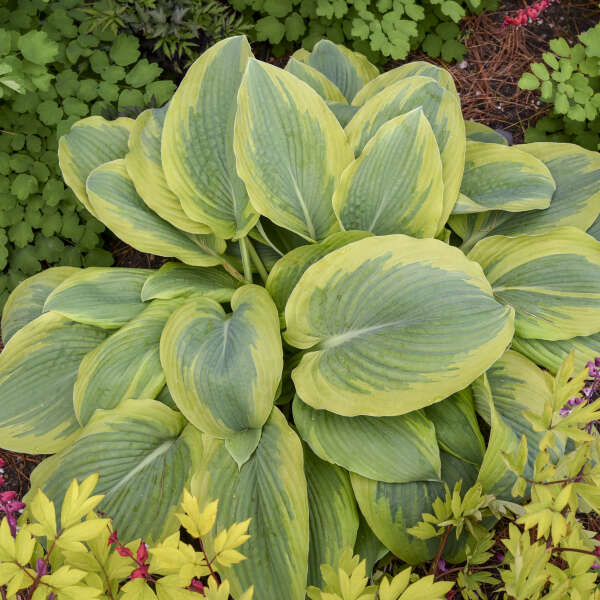 Hosta 'Chance Encounter' Hosta