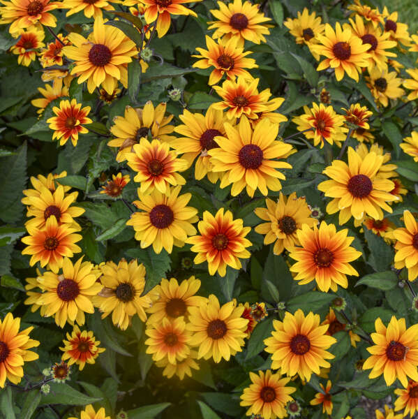 Heliopsis 'Sundial' False Sunflower