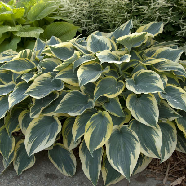 Hosta 'First Frost' Hosta