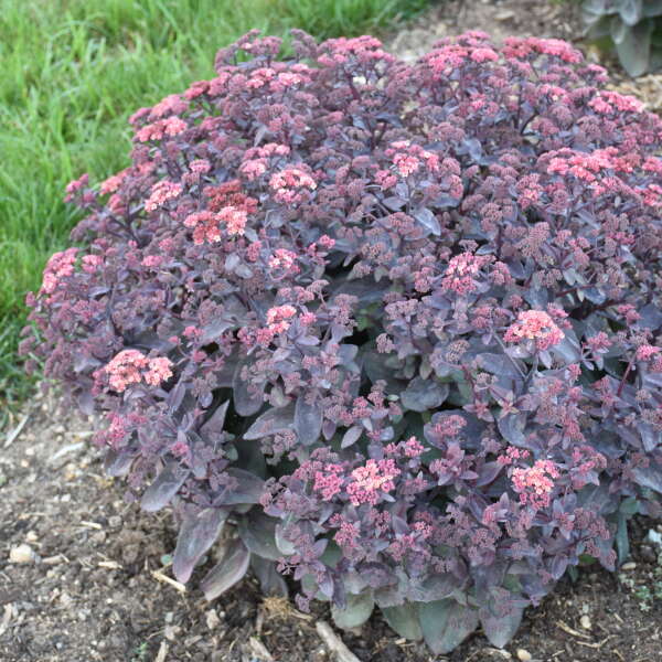 Sedum 'Wineberry Delight' Stonecrop