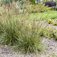 Festuca 'Perfect Edging'