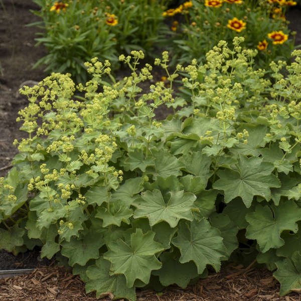 #1 Ladys Mantle Alchemilla mollis yellow flowers Perennial Size Container 