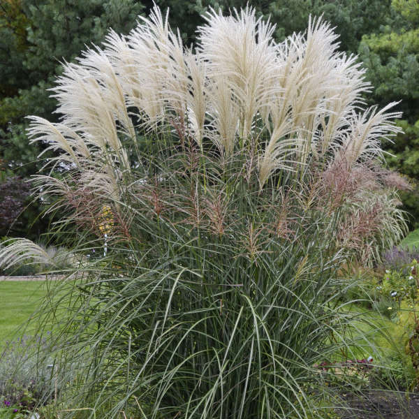 Miscanthus 'Encore' Ornamental Grass