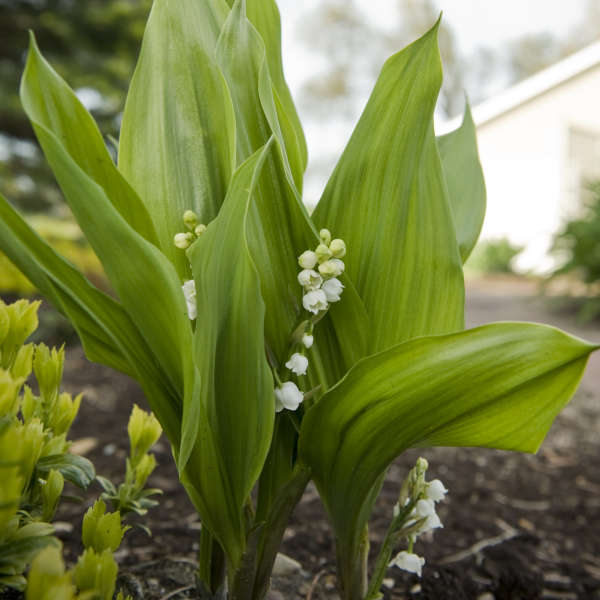 Convallaria 'Bordeaux' Lily of the Valley