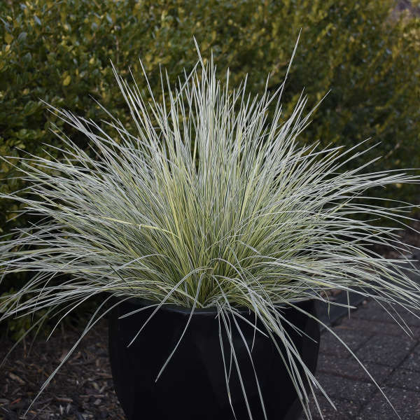 Deschampsia 'Northern Lights' Tufted Hair Grass