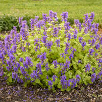 Nepeta 'Chartreuse on the Loose'