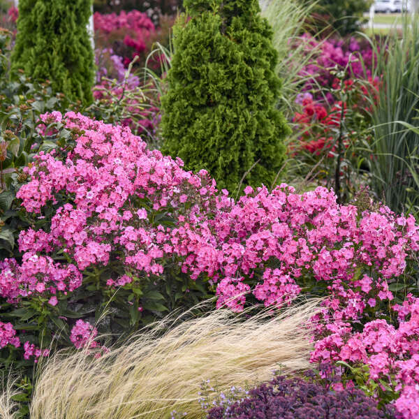 Phlox 'Pink Lightning' Tall Garden Phlox