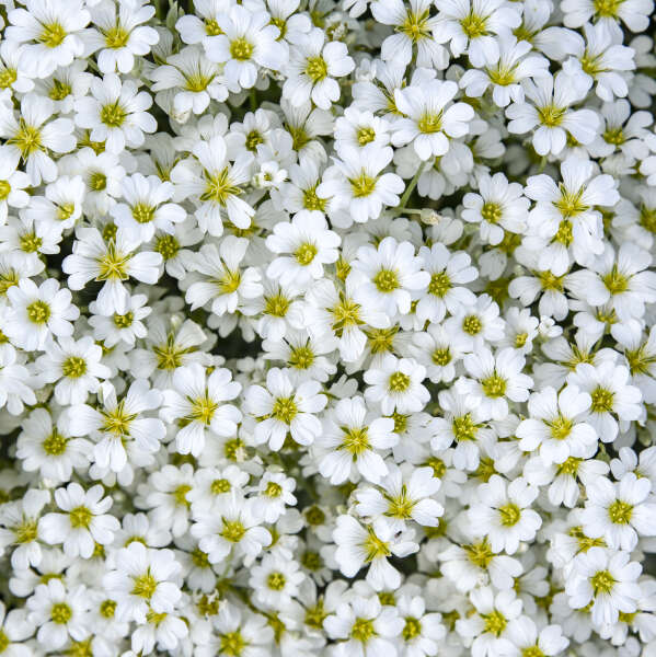 Cerastium 'Cloud Cover' Snow in Summer