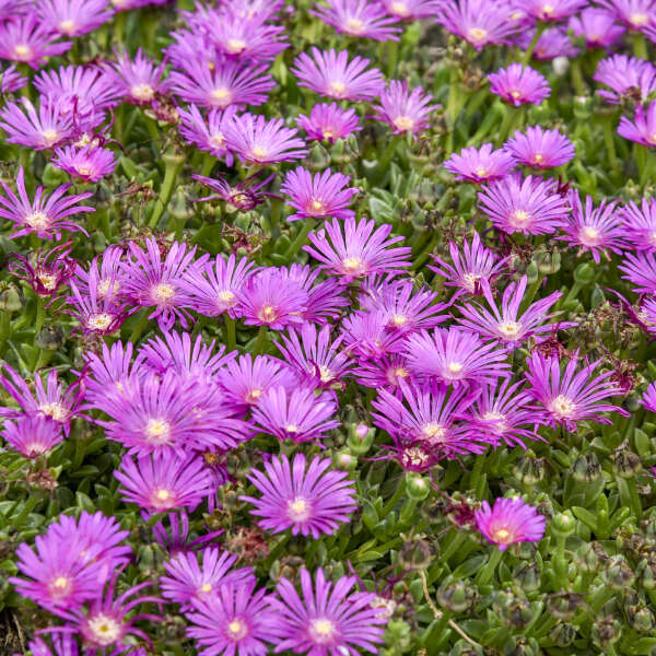 Delosperma 'Electric Slide' Ice Plant