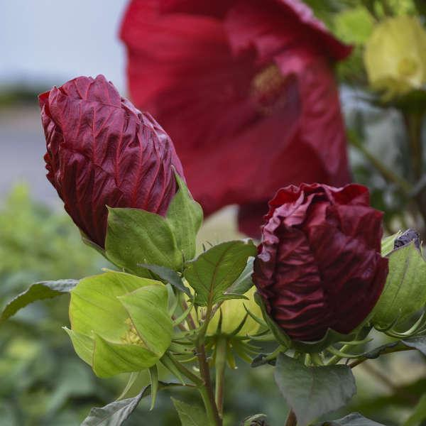 Hibiscus 'Cranberry Crush' Rose Mallow