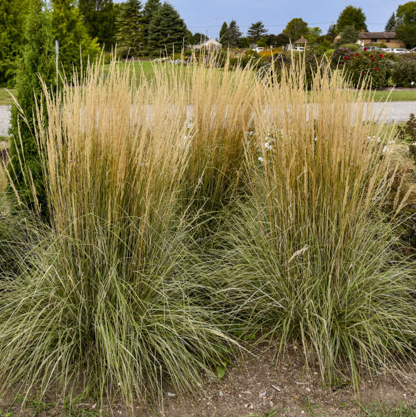 Calamagrostis Hello Spring!™ Feather Reed Grass