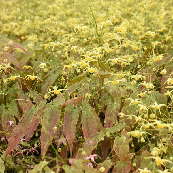 Epimedium 'Woodland Elf' Barrenwort