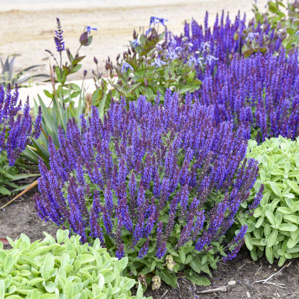 Salvia 'Violet Profusion' Perennial Salvia
