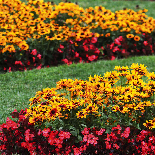 Rudbeckia 2024 denver daisy