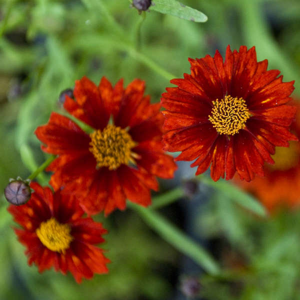 Coreopsis 'Caliente' PP21869 | Perennial Resource