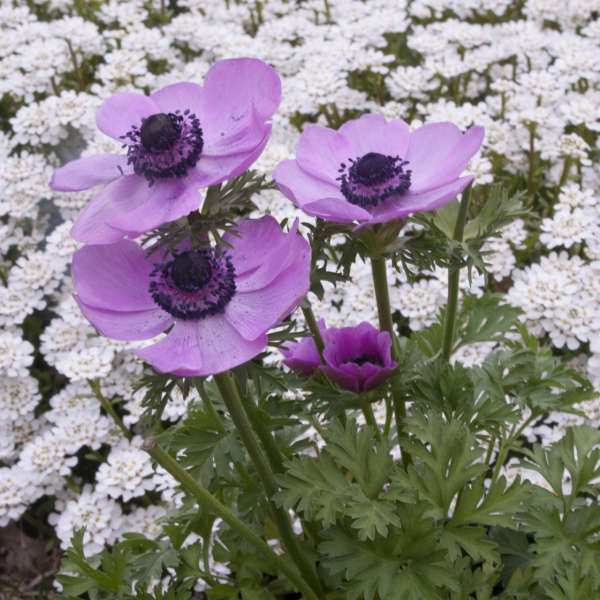 Anemone Harmony Series - Orchid Grecian Windflower