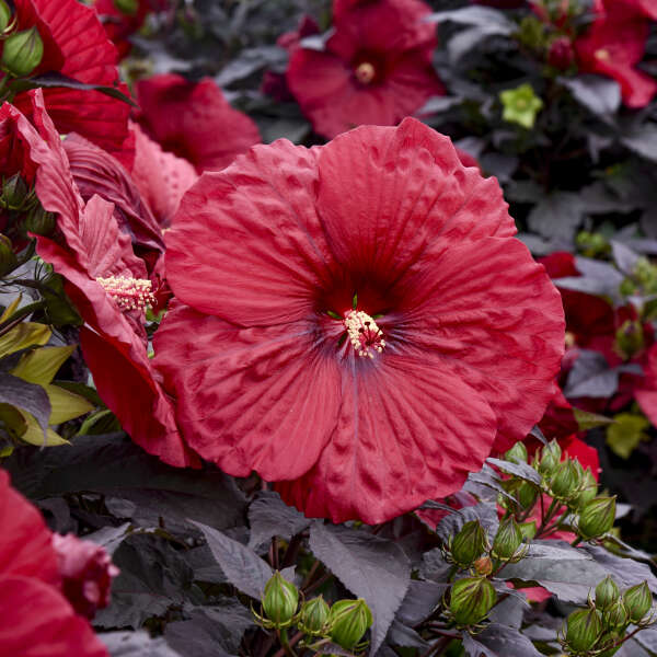 Hibiscus 'Holy Grail' Rose Mallow
