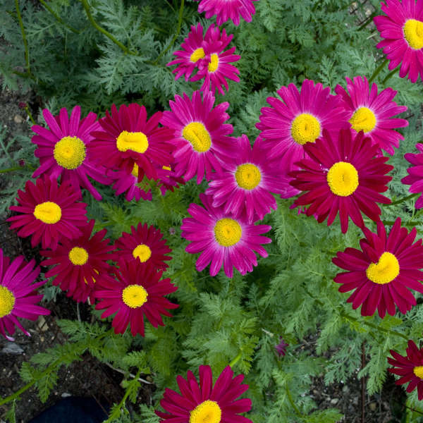 Tanacetum 'Robinson's Red' Painted Daisy