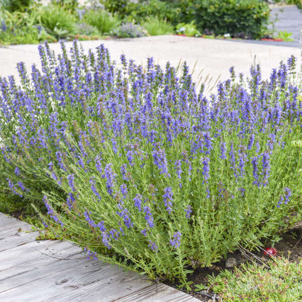 Hyssopus 'Nectar Ninja' Hyssop