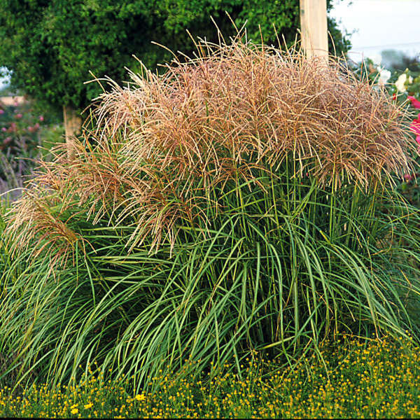 Miscanthus 'Huron Sunrise' Ornamental Grass