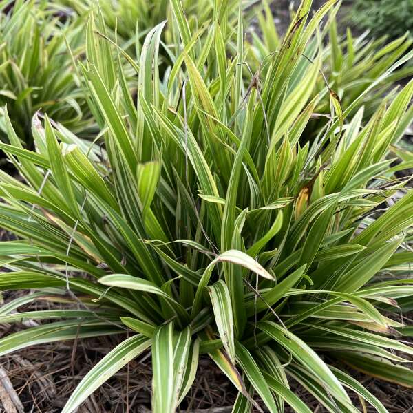 Carex 'Noble Native' Spreading Sedge