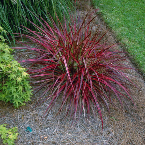 Pennisetum 'Fireworks' Purple Fountain Grass