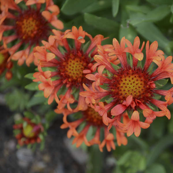 Gaillardia 'Fanfare Blaze' Blanket Flower