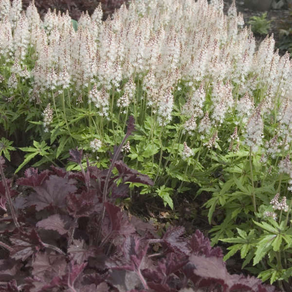 Tiarella 'Iron Butterfly' Foamflower